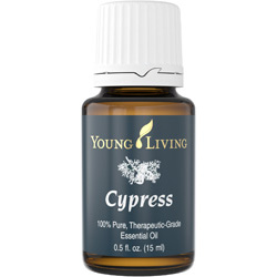 Cypress (Кипарис)