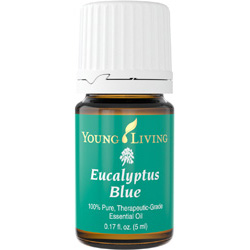 Eucaliptus Blue (Эвкалипт голубой)